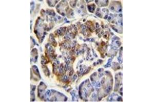 Immunohistochemistry analysis in formalin fixed and paraffin embedded human pancreas tissue using CL029 antibody (N-term) followed by peroxidase conjugation of the secondary antibody and DAB staining.
