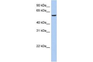 WB Suggested Anti-FBXO33 Antibody Titration: 0. (FBXO33 antibody  (Middle Region))