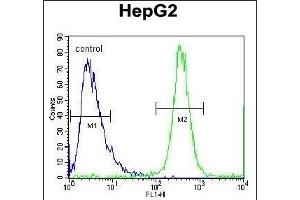 FBXO2 Antibody (C-term) (ABIN654170 and ABIN2844029) flow cytometric analysis of HepG2 cells (right histogram) compared to a negative control cell (left histogram). (FBXO2 antibody  (C-Term))
