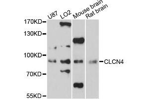 Western blot analysis of extracts of various cell lines, using CLCN4 antibody (ABIN6290202) at 1:3000 dilution.