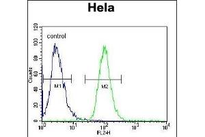 AKT2 Antibody (Center) (ABIN391023 and ABIN2841193) flow cytometric analysis of Hela cells (right histogram) compared to a negative control cell (left histogram). (AKT2 antibody  (AA 93-123))