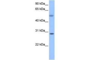 Western Blotting (WB) image for anti-Retinoic Acid Induced 12 (RAI12) antibody (ABIN2463621) (Retinoic Acid Induced 12 (RAI12) antibody)