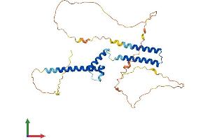 AlphaFold protein structure predicition of Human Recombinant HEY2 Protein, UniprotID Q9UBP5 (HEY2 Protein (AA 1-337) (His tag))
