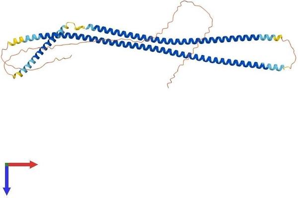 Cytokeratin 13 Protein (AA 1-437) (His tag)