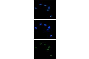 Immunofluorescence Microscopy of anti-Ash2 antibody Immunofluorescence Microscopy results of Rabbit anti-Ash2 antibody. (ASH2L antibody  (C-Term))