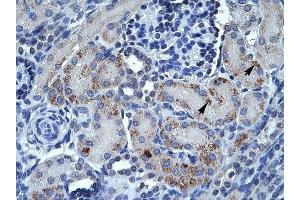 SPP1 antibody was used for immunohistochemistry at a concentration of 4-8 ug/ml to stain Epithelial cells of renal tubule (arrows) in Human Kidney. (Osteopontin antibody)