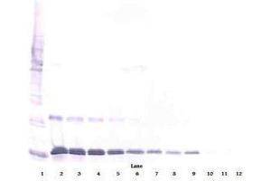 Image no. 2 for anti-Interleukin 16 (IL16) antibody (ABIN465149) (IL16 antibody)