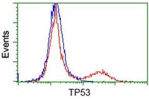 Image no. 6 for anti-Tumor Protein P53 (TP53) antibody (ABIN1499973) (p53 antibody)