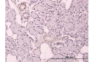 Immunoperoxidase of purified MaxPab antibody to CCND3 on formalin-fixed paraffin-embedded human salivary gland. (Cyclin D3 antibody  (AA 1-292))