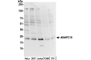anti-Anaphase Promoting Complex Subunit 10 (ANAPC10) (AA 1-50) antibody