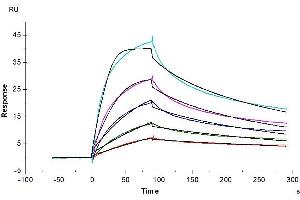 Human LDLR, His Tag immobilized on CM5 Chip can bind Human PCSK9, His Tag with an affinity constant of 0. (LDLR Protein (AA 22-788) (His-Avi Tag))