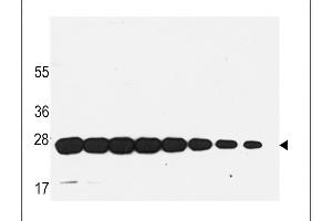 Western blot analysis of anti-GST Mab in recombinant GST protein. (GST antibody)