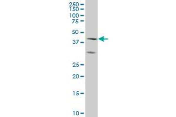 ELF3 antibody  (AA 262-371)