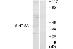 Western blot analysis of extracts from HeLa cells, using 5-HT-5A antibody. (Serotonin Receptor 5A antibody)