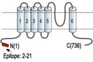 Small Conductance Calcium-Activated Potassium Channel Protein 3 (KCNN3) (N-Term) peptide