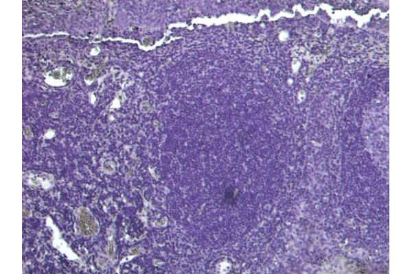 PDZD2 antibody  (N-Term)