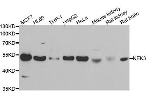 Western blot analysis of extracts of various cell lines, using NEK3 antibody (ABIN5974016) at 1/1000 dilution. (NEK3 antibody)