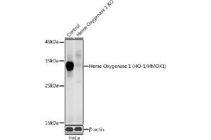 Western blot analysis of extracts from normal (control) and Heme Oxygenase 1 (HO-1/HMOX1) knockout (KO) HeLa cells, using Heme Oxygenase 1 (HO-1/HMOX1) antibody (ABIN6131781, ABIN6141881, ABIN6141883 and ABIN6215065) at 1:1000 dilution. (HMOX1 antibody  (AA 1-288))