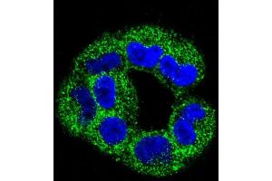 Confocal immunofluorescent analysis of ANXA2 Antibody (C-term) (ABIN391620 and ABIN2841539) with  cell followed by Alexa Fluor 488-conjugated goat anti-rabbit lgG (green). (Annexin A2 antibody  (C-Term))