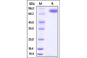 Human CD155, Fc Tag on SDS-PAGE under reducing (R) condition. (Poliovirus Receptor Protein (PVR) (AA 21-343) (Fc Tag))
