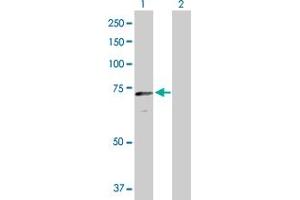 Western Blot analysis of CRY2 expression in transfected 293T cell line by CRY2 MaxPab polyclonal antibody. (CRY2 antibody  (AA 1-593))