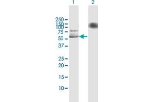 Western Blot analysis of USP3 expression in transfected 293T cell line by USP3 MaxPab polyclonal antibody. (USP3 antibody  (AA 1-520))