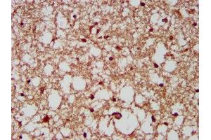 IHC image of ABIN7165184 diluted at 1:200 and staining in paraffin-embedded human brain tissue performed on a Leica BondTM system. (CUX1 antibody  (AA 50-210))