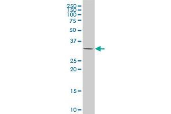 CSDA antibody  (AA 241-330)