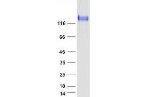Validation with Western Blot (ITGA5 Protein (Myc-DYKDDDDK Tag))