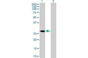 Western Blot analysis of ITM2C expression in transfected 293T cell line by ITM2C MaxPab polyclonal antibody.