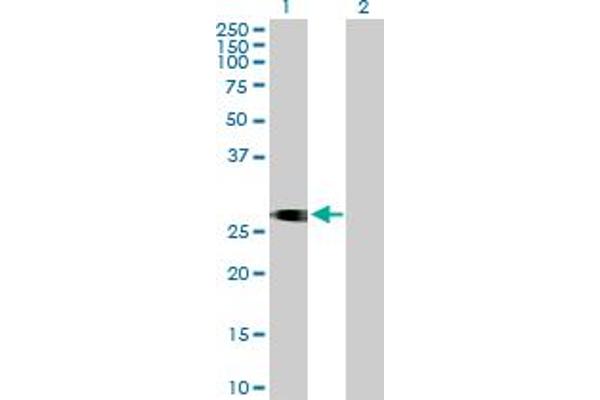 ITM2C antibody  (AA 1-230)