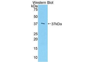 Western Blotting (WB) image for anti-Arginase (ARG) (AA 1-322) antibody (FITC) (ABIN1858072) (ARG antibody  (AA 1-322) (FITC))