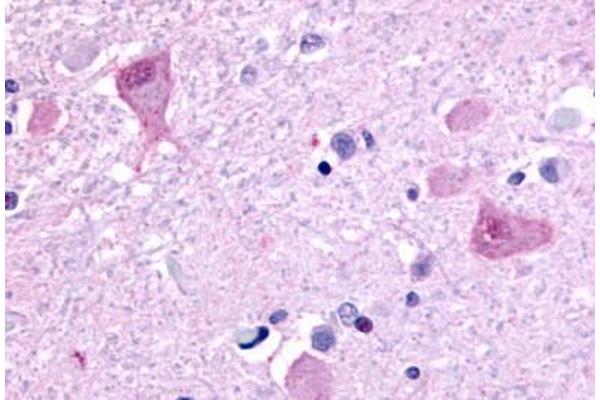 GPR45 antibody  (C-Term)