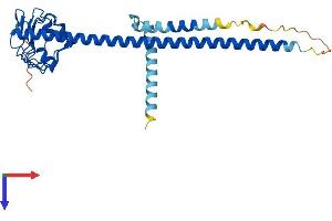 AlphaFold protein structure predicition of Human Recombinant LRRC59 Protein, UniprotID Q96AG4 (LRRC59 Protein (AA 1-307) (His tag))