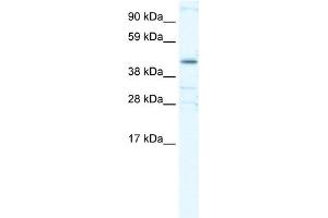 WB Suggested Anti-YY1 Antibody Titration:  0.