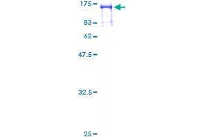 RFX3 Protein (AA 1-749) (GST tag)
