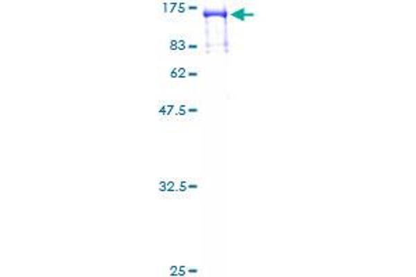 RFX3 Protein (AA 1-749) (GST tag)