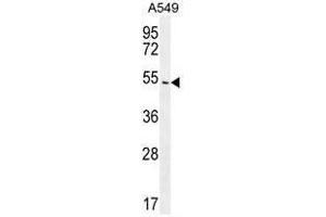 ARRB1 Antibody (C-term) western blot analysis in A549 cell line lysates (35µg/lane). (beta Arrestin 1 antibody  (C-Term))