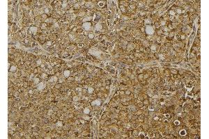 ABIN6273040 at 1/100 staining Human pancreas tissue by IHC-P. (Dermatopontin antibody  (Internal Region))