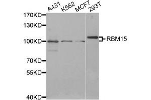 Western Blotting (WB) image for anti-RNA Binding Motif Protein 15 (RBM15) antibody (ABIN1874565) (RBM15 antibody)
