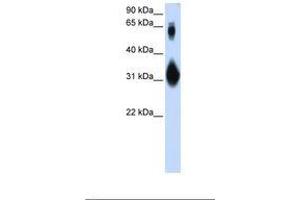 Image no. 1 for anti-SRY (Sex Determining Region Y)-Box 15 (SOX15) (N-Term) antibody (ABIN6739055) (SOX15 antibody  (N-Term))