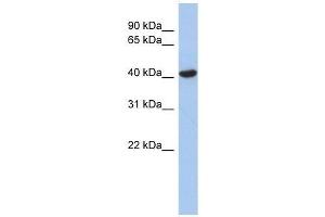 ZFYVE1 antibody used at 0. (ZFYVE1 antibody  (N-Term))