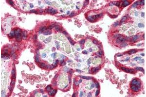 Human Placenta (formalin-fixed, paraffin-embedded) stained with HSPA5 antibody ABIN298116 at 10 ug/ml followed by biotinylated goat anti-rabbit IgG secondary antibody ABIN481713, alkaline phosphatase-streptavidin and chromogen. (GRP78 antibody  (AA 550-600))