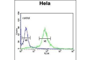 Flow cytometric analysis of Hela cells (right histogram) compared to a negative control cell (left histogram). (PI4KB antibody  (AA 519-548))