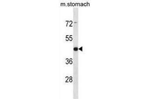 ARRDC1 Antibody (Center) western blot analysis in mouse stomach tissue lysates (35µg/lane).