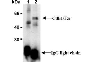 Western Blotting (WB) image for anti-Fizzy/cell Division Cycle 20 Related 1 (FZR1) antibody (ABIN487309)