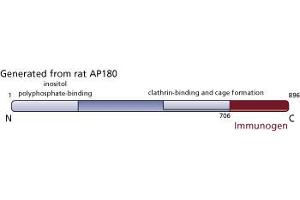 Image no. 3 for anti-Synaptosomal-Associated Protein 91 (SNAP91) (AA 706-896) antibody (ABIN967993) (SNAP91 antibody  (AA 706-896))