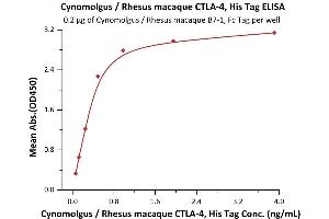 Immobilized Cynomolgus / Rhesus macaque B7-1, Fc Tag (ABIN2870586,ABIN2870587) at 2 μg/mL (100 μL/well) can bind Cynomolgus / Rhesus macaque CTLA-4, His Tag (ABIN2180926,ABIN2180925) with a linear range of 0. (CTLA4 Protein (AA 37-160) (His tag))