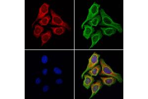 ABIN6258195 and ABIN6276040 staining Hela cells by IF/ICC.