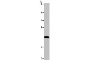 Western Blotting (WB) image for anti-Cytochrome P450, Family 1, Subfamily A, Polypeptide 2 (CYP1A2) antibody (ABIN2433521)
